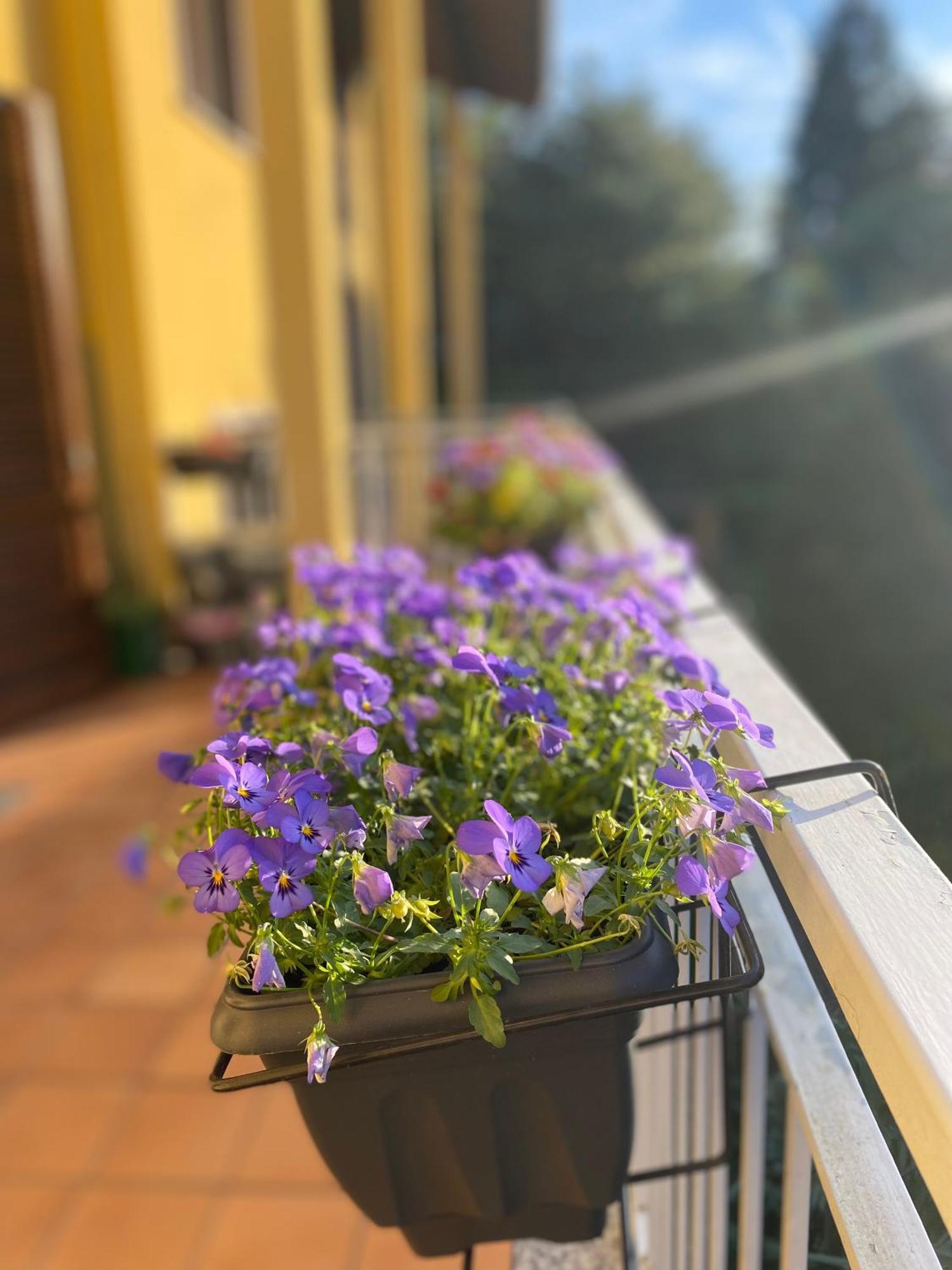 Appartamento Anna Lungo Fiume - Lago Maggiore Sesto Calende Exteriér fotografie